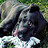 Anthony_Grech