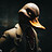 Canard_Nimous