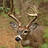 Dominick_Smith