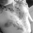 linni3736