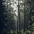 lysander_hop27