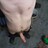 nimmo_willems