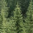 Pine_Tree