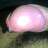 Putlp